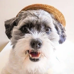 Phoebe the Dancing Dog Biography