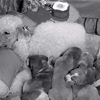 Pinky Doodle Poodle - Age, Bio, Birthdate, Family, Networth & More