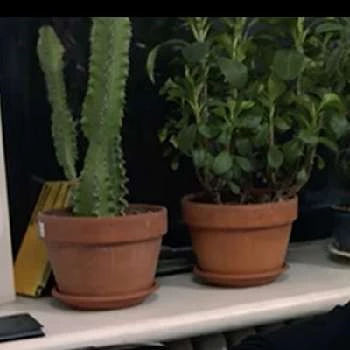 Princess Frank - Age, Bio, Birthdate, Family, Networth & More