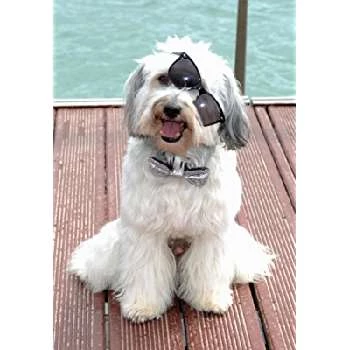 Pudsey - Biography, Birthday, Wiki, Family, Networth & More