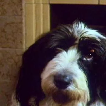 Puppy - Age, Bio, Birthdate, Family, Networth & More