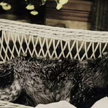 Queenie the Dog - Age, Bio, Birthdate, Family, Networth & More