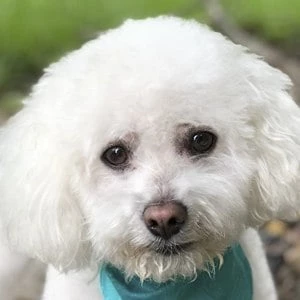 Quincy the Dog Biography