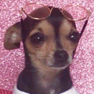 Rosetta The Chihuahua - Birthday, Bio, Wiki, Family, Networth & More