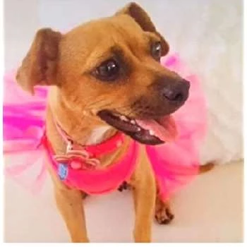 Salsa - Age, Bio, Birthdate, Family, Networth & More