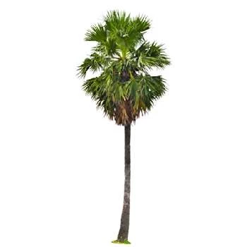 Shantanu Thakur - Age, Bio, Birthdate, Family, Networth & More