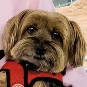 Otter Sharer - Height, Bio, Wiki, Family, Birthplace, Networth & More