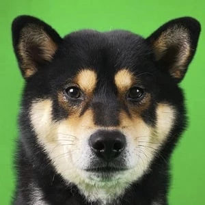 Shibenation - Age, Bio, Birthdate, Family, Networth & More