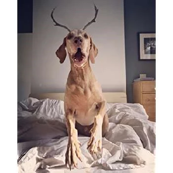 Simon Howley - Age, Bio, Birthdate, Family, Networth & More