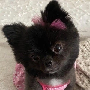 Smudge Pom - Birthplace, Bio, Wiki, Birthday, Family, Networth & More