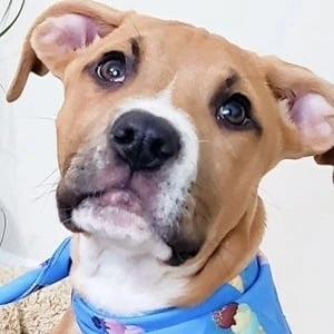 Snoopy Snoopy and Calvin - Family, Bio, Birthdate,Age, Networth , Wiki& More