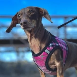 Moonpie Starbox - Date Of Birth, Bio, Birthdate, Parents, Networth & More