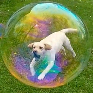 Stella the Dog - Adderess, Bio, Birthdate, Family, Wiki & More