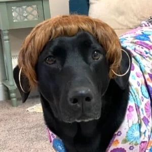 Sundae The Black Lab Biography