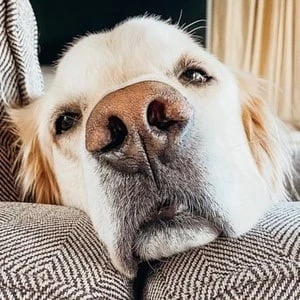 Super Cooper - Biography, Birthday, Family, Wki, Networth & More