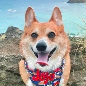 Super Corgi JoJo Biography