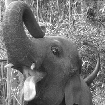 Tai the Elephant - Family, Bio, Birthday, Family, Income & More
