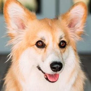 Maxine dog the Fluffy Corgi - Family, Bio, Birthdate,Age, Networth , Wiki& More
