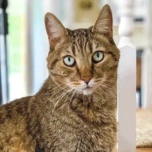 The Mean Kitty Biography