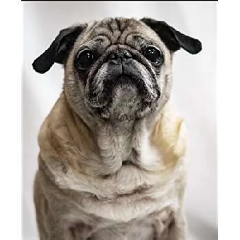 The Pug Puggles - Age, Bio, Birthdate, Family, Networth & More