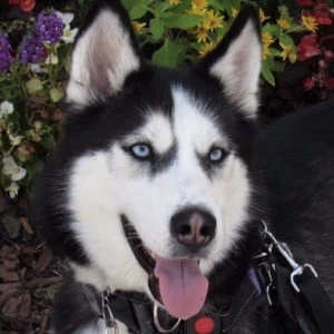 Dakota The Siberian Service Dog - Age, Bio, Birthdate, Family, Networth & More