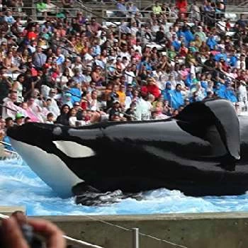 Tilikum - Age, Bio, Birthdate, Family, Networth & More