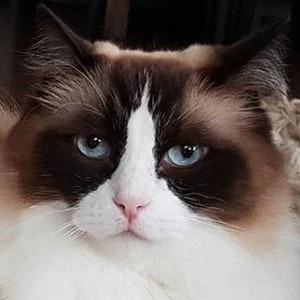 Timo the Ragdoll Cat - Birthday, Bio, Wiki, Family, Networth & More
