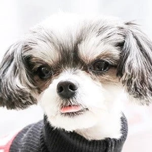 Tinkerbelle The Dog - Birthplace, Bio, Wiki, Birthday, Family, Networth & More