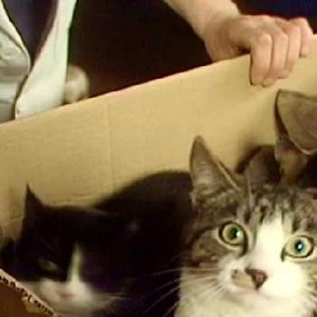 Topsie - Age, Bio, Birthdate, Family, Networth & More