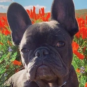 Blue Tua - Networth, Biography, Birthdate, Family & More