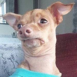 Tuna - Family, Bio, Wiki, Dat of Birth, Networth & More