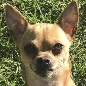 Turboroo - Family, Bio, Birthdate,Age, Networth , Wiki& More