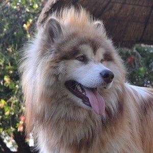 Tydus the Alaskan Malamute - Birthdate, Age, Family, Bio, Networth & More