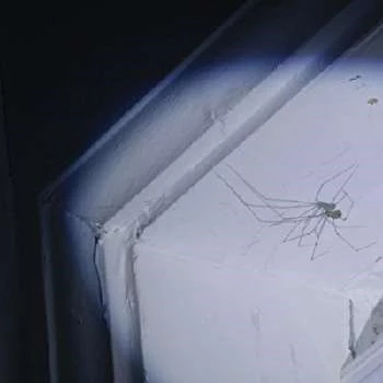 Unnamed Spider - Age, Bio, Birthdate, Family, Networth & More