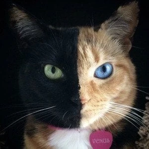 Venus the Two Face Cat Biography