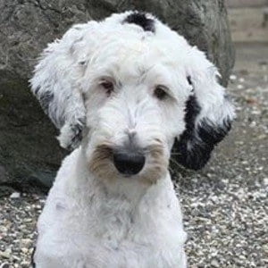 What About Bunny - Biography, Birthday, Wiki, Family, Networth & More