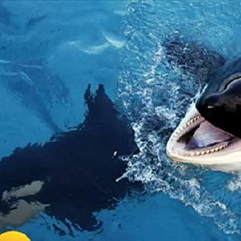 Wikie - Age, Bio, Birthdate, Family, Networth & More