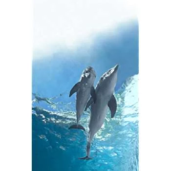 Winter The Dolphin - Birthday, Bio, Wiki, Family, Networth & More