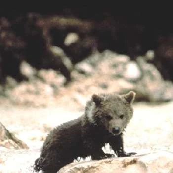 Youk the Bear - Age, Bio, Birthdate, Family, Networth & More